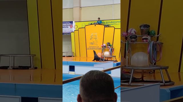 Геленджик "Дельфинарий" август 2021 год смотреть онлайн