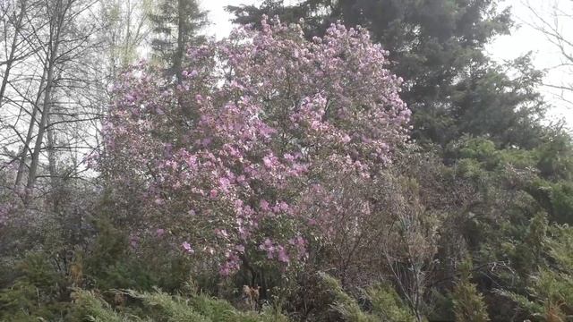 Композиция можжевельника казацкого с рододендроном даурским, весна смотреть онлайн