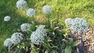 Allium nigrum L.
