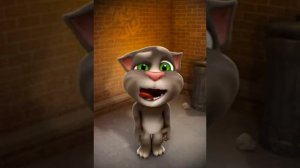 танец кошек и собак