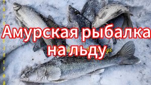 Амурская рыбалка на льду - 16.11.2023?❄️?