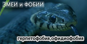 О змеях и фобиях