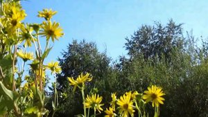 Обзор  медоноса Сильфия пронзеннолистная  В гостях у пчеловода изобретателя  А А  Василенко 4 часть