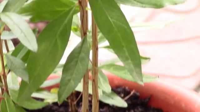 Гранатовое дерево можно вырастить из косточки! смотреть онлайн