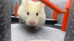 Хомяк  Боб Невообзаримый ПОБЕГ