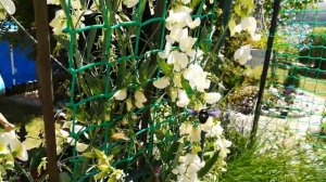 Огромный чёрный шмель с синими крыльями : ШМЕЛЬ-ПЛОТНИК или ПЧЕЛА - ПЛОТНИК.