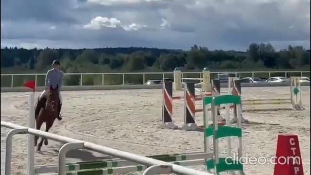 Мерин под ребенка или в конкур. Арт.: 2645 смотреть онлайн