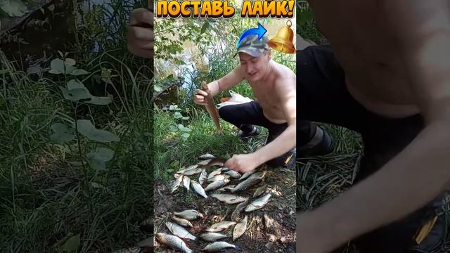 Мой Улов на Рыбалке р.Уводь??