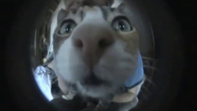 Cat in a fisheye. смотреть онлайн
