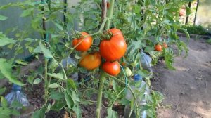 Сорт томатов Гармошка