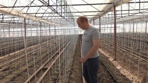 Применение Фитоспорина на томатах от корневой гнили