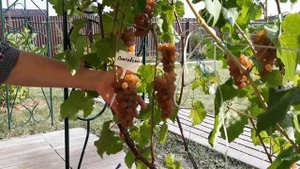 Платовский - виноград, описание сорта