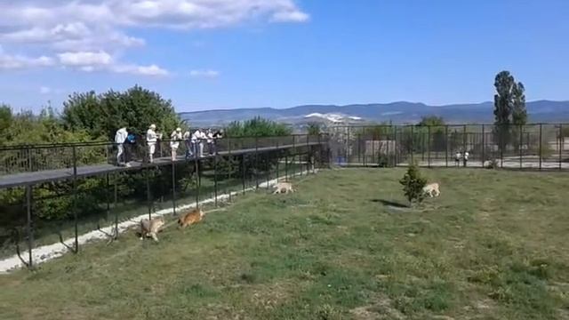 "тайган" - парк львов. Лучшее из прямого эфира. Как люди кормят Львов и Тигров смотреть онлайн