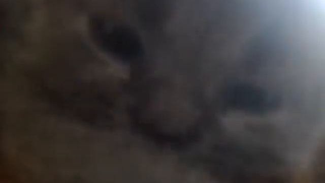 Катята