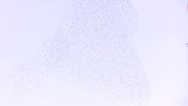 Flock [Guitar / Live Looping / Ambient Music]