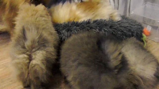 Щенкам шпица 77 дней – 11 недель. Почему не даем щенкам лакомство. Шпиц Оливия побеждена