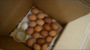 ИНКУБАТОР СВОИМИ РУКАМИ. Простой  ИНКУБАТОР для ЯИЦ из КАРТОННОЙ КОРОБКИ