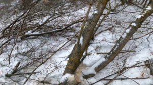 как заработать. Валим толстый клён на дрова