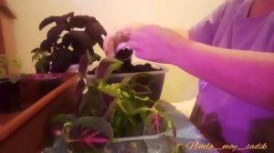 Какие черенки #колеусов использовать для посадки? Подробные рекомендации. Мой опыт.