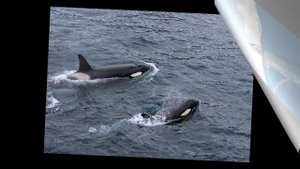 Звук Океана, песни Дельфинов и Китов