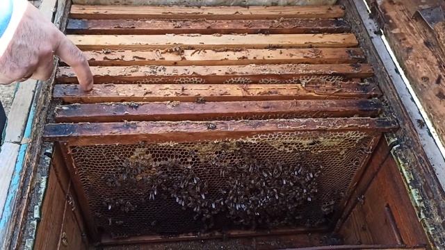 ПЧЁЛЫ ??, КАКОЙ СИЛЫ СЕМЬЯ ДОЛЖНА БЫТЬ, ЧТОБЫ ПРИНЕСТИ МАЙСКИЙ МЁД. смотреть онлайн