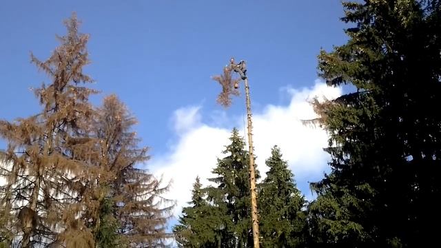 Спиливание, удаление сухостойных деревьев смотреть онлайн
