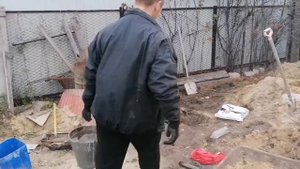 Как правильно и быстро посадить дерево шелковица