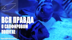 Сапфировый попугай. Polar Blue Parrot Fish