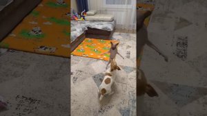 Сфинкс против Джек Рассел терьера