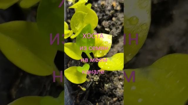 Хоста из семян... сеянцы...#хоста#изсемян#каквыглядятсеянцы#