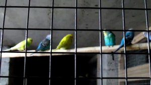 Волнистые попугаи. Деформация клюва