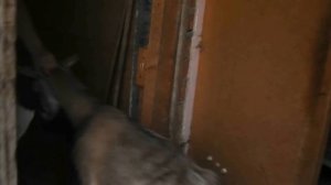 Транспортировка коз.