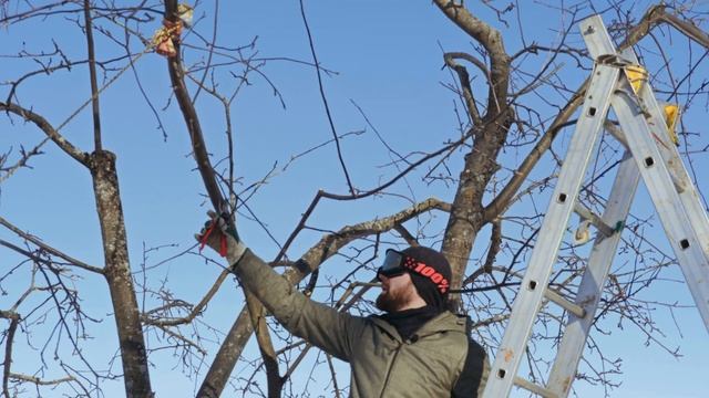 ОМОЛАЖИВАЕМ СТАРУЮ ЯБЛОНЮ. ФОРМИРОВАНИЕ КРОНЫ. (часть 5) смотреть онлайн