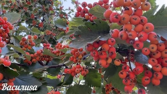 6 ноября народный праздник Всех скорбящих Радость. Что нельзя делать. Народные традиции и приметы