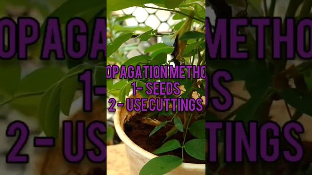 How to Propagate Care AparajitaVishnu Kant purple beautiful designed flower plant at home terrac
