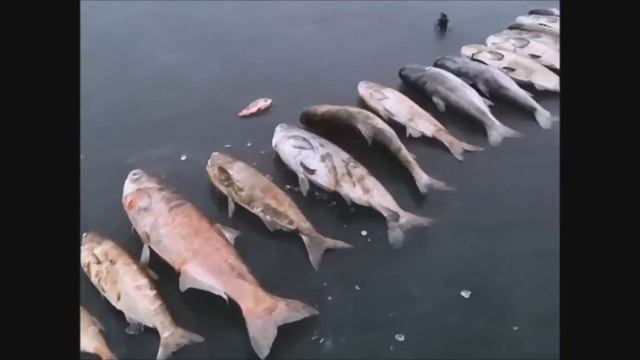 Приколы на рыбалке 2021 / Новые приколы на рыбалке / Пьяные на рыбалке / Трофей смотреть онлайн