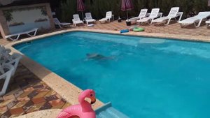 Черное море. Отель Фаворит. Шепси. Прыжок в воду))) #Шепси