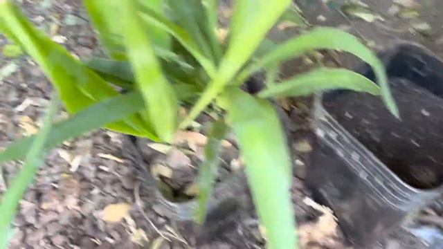 TRANSPLANTING YUCCA PUPS FROM MY MASSIVE COLLECTION, I LOVE YUCCAS! HOW TO CARE FOR YUCCAS #philatv смотреть онлайн