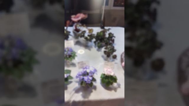 Выставка фиалок днепр январь 2020 смотреть онлайн