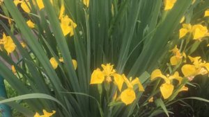 Цветущий болотный ирис -украшение нашего водоема .