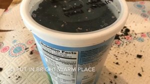 Growing Sabal Palmettos From Seed