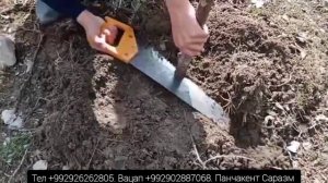 Павловния Шан - Тон техник срез / Павловния Шан - Тонг технический срез.
