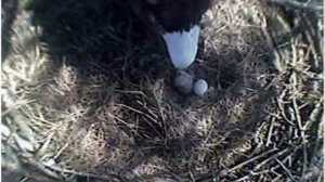 12hrs in 4 minutes  Blackwater Bald Eagles nest with eaglet and egg 02/27/10