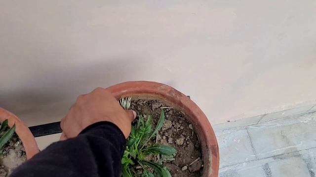 6 दिन बाद आया घर की छत पर अभी बही बहुत काम बाकी, Garden update смотреть онлайн