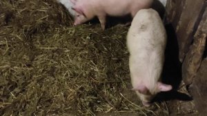 ПОРОСЯТА РАСТУТ КАК НА ДРОЖЖАХ