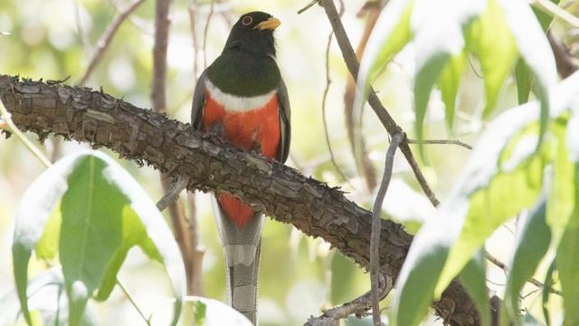 Canon EOS 7D Mark II with EF 100-400mm f/4.5-5.6L IS II USM and 1.4x Extender lens samples смотреть онлайн