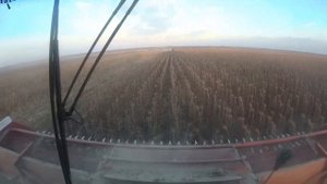Уборка подсолнечника подходит к концу. Комбайны РСМ-161.