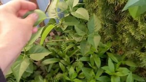 Сирени в моём саду. Черенкование сирени сорта Красавица Москвы.