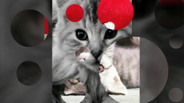 Красивые фото кошек под музыку" Белым Мелом " | СветланаРуРуРу смотреть онлайн