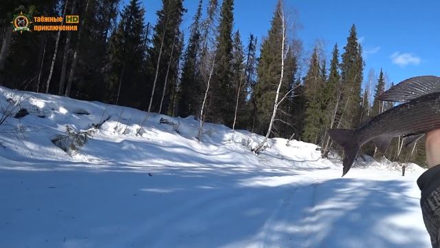 300км на снегоходе по тайге!/Тайга Варяг 550V выручает/Встреча с родной избушкой